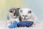 British Shorthair Kitten