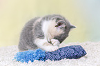 British Shorthair Kitten