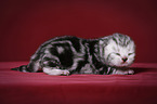 newborn british shorthair kitten