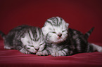 newborn british shorthair kittens