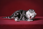 newborn british shorthair kitten