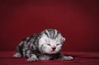 newborn british shorthair kitten