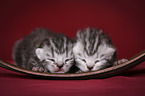 newborn british shorthair kittens