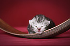 newborn british shorthair kitten