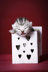 newborn british shorthair kitten