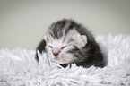 newborn british shorthair kitten