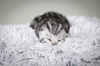 newborn british shorthair kitten