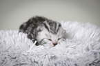 newborn british shorthair kitten