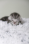 newborn british shorthair kitten
