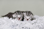 newborn british shorthair kittens