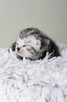 newborn british shorthair kitten