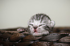 newborn british shorthair kitten