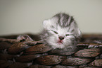 newborn british shorthair kitten