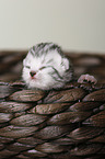 newborn british shorthair kitten