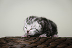 newborn british shorthair kitten