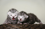 newborn british shorthair kittens