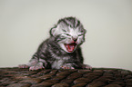 newborn british shorthair kitten