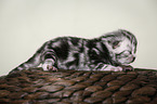 newborn british shorthair kitten