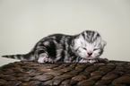 newborn british shorthair kitten