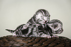 newborn british shorthair kittens