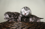 newborn british shorthair kittens