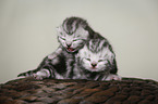 newborn british shorthair kittens
