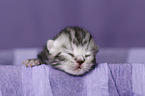 newborn british shorthair kitten