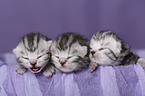 newborn british shorthair kittens