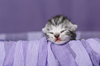 newborn british shorthair kitten