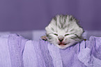 newborn british shorthair kitten