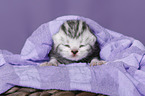 newborn british shorthair kitten