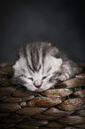 British Shorthait Kitten