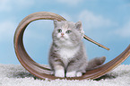 sitting british shorthair kitten