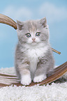 sitting british shorthair kitten