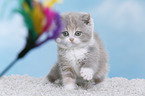 British Shorthair Kitten