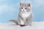 sitting british shorthair kitten