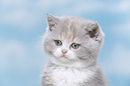 British Shorthair kitten portrait