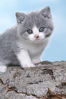 British Shorthair Kitten