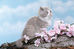 sitting british shorthair kitten