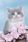 British Shorthair Kitten