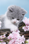 British Shorthair Kitten