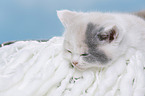 British Shorthair kitten portrait