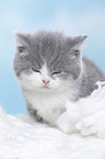British Shorthair kitten portrait