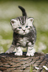 British Shorthair Kitten in the countryside
