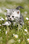 British Shorthair Kitten in the countryside