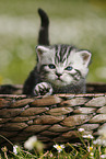 British Shorthair Kitten in the countryside