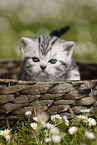 British Shorthair Kitten in the countryside