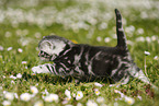 British Shorthair Kitten in the countryside