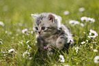 British Shorthair Kitten in the countryside
