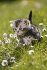 British Shorthair Kitten in the countryside